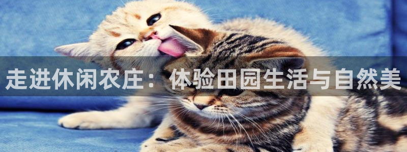娱乐从琳琅榜开始的小说