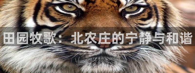 qq琳琅科技娱乐机器人