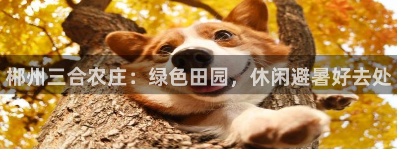 琳琅娱乐工作室招聘条件