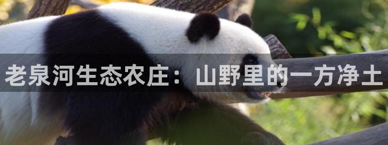 琳琅娱乐机器人