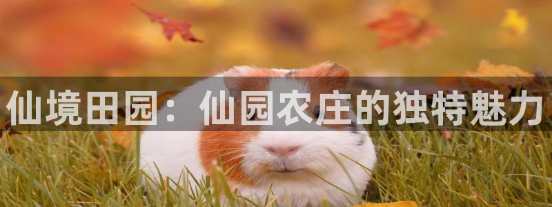 琳琅娱乐注册资金多少